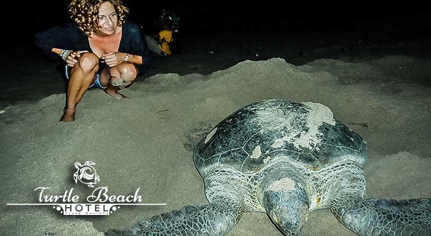 Turtle Beach Hotel Ujunggenteng Номер фото
